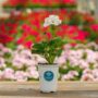 Geranium – Tango White – 4.5″ Pot